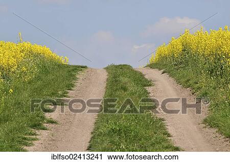Path through a rape field, Thuringia, Germany, Europe View Large Photo Image Stock Image - Path through a rape field, Thuringia, Germany, Europe. Fotosearch
