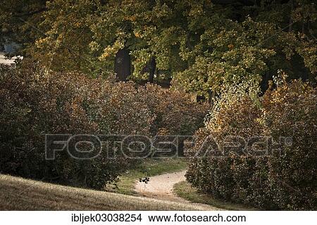 "Path through, Cottbus, Brandenburg, Germany, Europe" View Large Photo Image Picture - "Path through, Cottbus, Brandenburg, Germany, Europe". Fotosearch