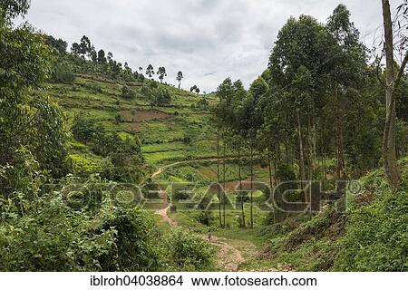 "Path through cultivated fields on a slope, Uganda, Africa" View Large Photo Image Picture - "Path through cultivated fields on a slope, Uganda, Africa". Fotosearch