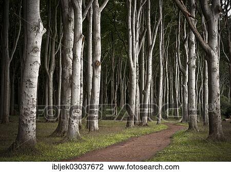 "Path through Ghost Forest with European Beeches (Fagus sylvatica), Gespensterwald, Nienhagen, Mecklenburg-Western Pomerania, Germany, Europe" View Large Photo Image Stock Image - "Path through Ghost Forest with European Beeches (Fagus sylvatica), Gespensterwald, Nienhagen, Mecklenburg-Western Pomerania, Germany, Europe". Fotosearch