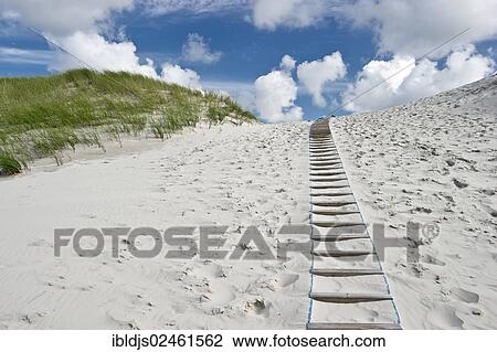 "Path through the dunes, Amrum, North Frisian Islands, Schleswig-Holstein, Germany, Europe" View Large Photo Image Stock Image - "Path through the dunes, Amrum, North Frisian Islands, Schleswig-Holstein, Germany, Europe". Fotosearch