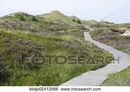 Path through the dunes and lighthouse at Norddorf, Amrum, North Frisia, Schleswig-Holstein, Germany, Europe View Large Photo Image Stock Photograph - Path through the dunes and lighthouse at Norddorf, Amrum, North Frisia, Schleswig-Holstein, Germany, Europe. Fotosearch