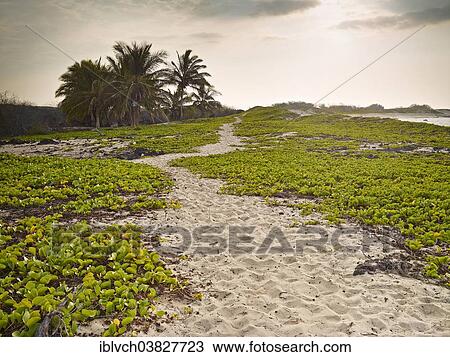 "Path through the sandy beach at Makalawena Bay, Keauhou, Big Island, Hawaii, United States, North America" View Large Photo Image Stock Image - "Path through the sandy beach at Makalawena Bay, Keauhou, Big Island, Hawaii, United States, North America". Fotosearch
