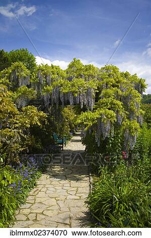 Stock Image - "Path with a bench, blooming Wisteria (Wisteria), Weinheim, Baden-Wuerttemberg, Germany, Europe". Fotosearch