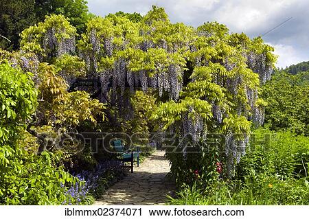 Stock Image - "Path with a bench, blooming Wisteria (Wisteria), Weinheim, Baden-Wuerttemberg, Germany, Europe". Fotosearch