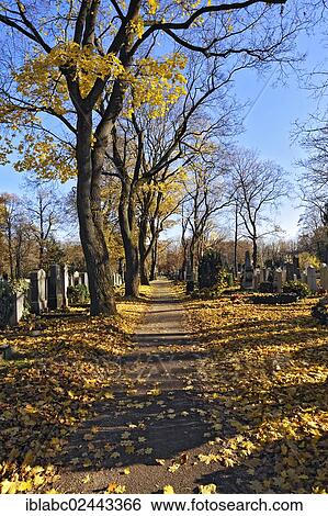 "Path with Maples (Acer) with autumn leaves, Ostfriedhof cemetery, Munich, Bavaria, Germany, Europe" View Large Photo Image Stock Photograph - "Path with Maples (Acer) with autumn leaves, Ostfriedhof cemetery, Munich, Bavaria, Germany, Europe". Fotosearch