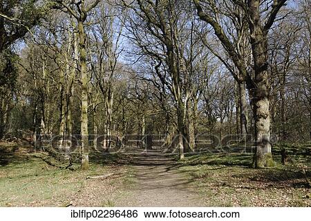 "Pathway through deciduous woodland habitat, Nagshead RSPB Reserve, Forest of Dean, Gloucestershire, England, United Kingdom, Europe" View Large Photo Image Stock Photograph - "Pathway through deciduous woodland habitat, Nagshead RSPB Reserve, Forest of Dean, Gloucestershire, England, United Kingdom, Europe". Fotosearch