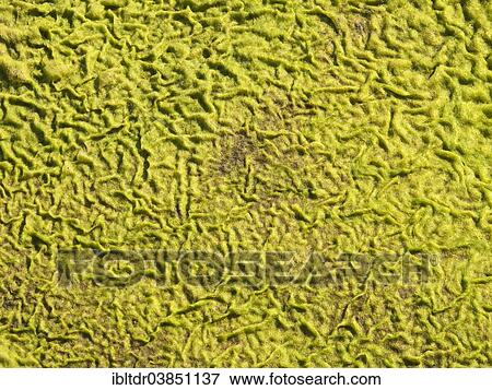 "Patterns in a carpet of moss at the edge of the Olifants River, Kruger National Park, South Africa, Africa" View Large Photo Image Stock Photo - "Patterns in a carpet of moss at the edge of the Olifants River, Kruger National Park, South Africa, Africa". Fotosearch