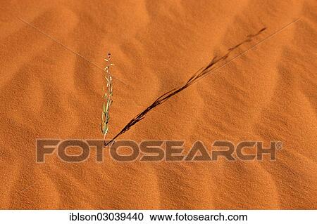 "Patterns in the sand with plant, Utah, United States, North America" View Large Photo Image Stock Image - "Patterns in the sand with plant, Utah, United States, North America". Fotosearch