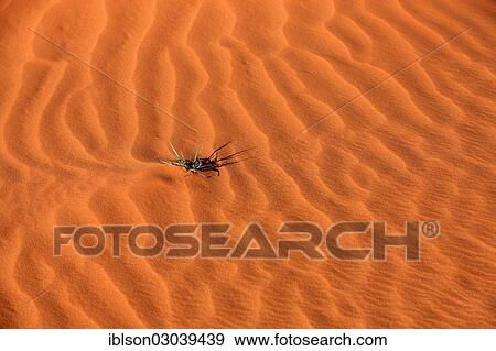 "Patterns in the sand with plant, Utah, United States, North America" View Large Photo Image Stock Photo - "Patterns in the sand with plant, Utah, United States, North America". Fotosearch
