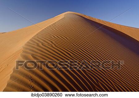 "Patterns of the sand dunes of the Wahiba Sands desert, also known as Ramlat al-Wahiba or Sharqiya Sands, in morning light, Hawiyah, Ash Sharqiyah, Oman, Asia" View Large Photo Image Stock Image - "Patterns of the sand dunes of the Wahiba Sands desert, also known as Ramlat al-Wahiba or Sharqiya Sands, in morning light, Hawiyah, Ash Sharqiyah, Oman, Asia". Fotosearch