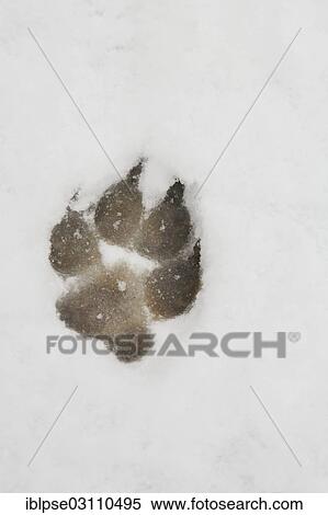 "Paw print of a large dog in the snow, track" View Large Photo Image Stock Photography - "Paw print of a large dog in the snow, track". Fotosearch