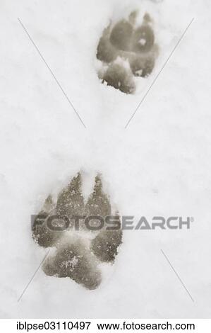 Stock Photo - "Paw prints of a large dog in the snow, track". Fotosearch