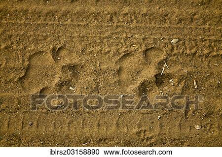 Stock Image - "Paw prints of a tiger, Ranthambore National Park, Sawai Madhopur District, Rajasthan, India, Asia". Fotosearch