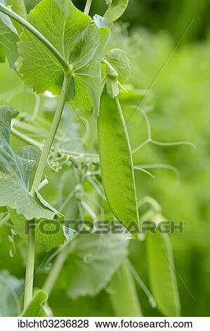 "Pea, garden pea or edible pea (Pisum sativum), pod, North Rhine-Westphalia, Germany, Europe" View Large Photo Image Stock Photo - "Pea, garden pea or edible pea (Pisum sativum), pod, North Rhine-Westphalia, Germany, Europe". Fotosearch