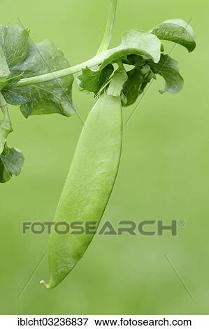"Pea, garden pea or edible pea (Pisum sativum), pod, North Rhine-Westphalia, Germany, Europe" View Large Photo Image Stock Photo - "Pea, garden pea or edible pea (Pisum sativum), pod, North Rhine-Westphalia, Germany, Europe". Fotosearch