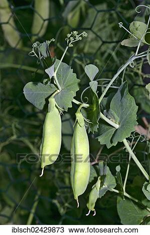 "Pea pods growing on a plant, Pea (Pisum sativum)" View Large Photo Image Stock Image - "Pea pods growing on a plant, Pea (Pisum sativum)". Fotosearch