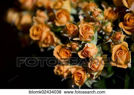 "Peach-coloured roses at a flower shop, Stuttgart, Baden-Wuerttemberg, Germany, Europe" View Large Photo Image Stock Photo - "Peach-coloured roses at a flower shop, Stuttgart, Baden-Wuerttemberg, Germany, Europe". Fotosearch