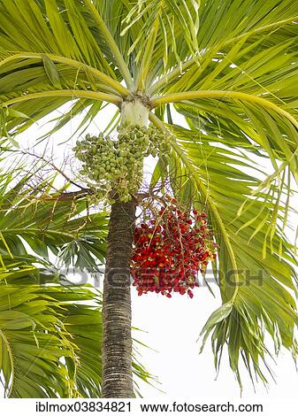 "Peach Palm (Bactris gasipaes) with fruits, Saint Lucia, Windward Islands, Lesser Antilles, North America" View Large Photo Image Stock Image - "Peach Palm (Bactris gasipaes) with fruits, Saint Lucia, Windward Islands, Lesser Antilles, North America". Fotosearch