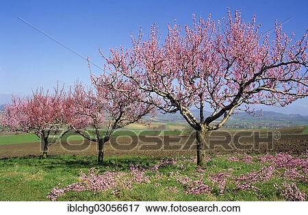 Stock Photo - "Peach trees (Prunus persica) with cut blossoms, Puy de Dome, Auvergne, France, Europe". Fotosearch