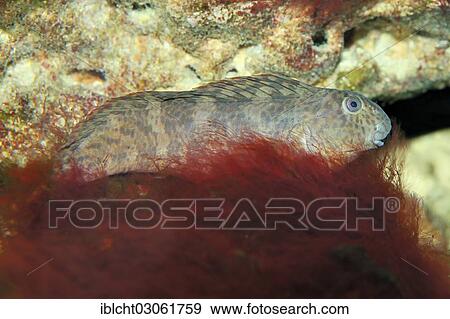 Stock Photo - "Peacock Blenny (Blennius pavo, Lipophrys pavo), native to the Mediterranean Sea and the Eastern Atlantic Ocean, captive, North Rhine-Westphalia, Germany, Europe". Fotosearch