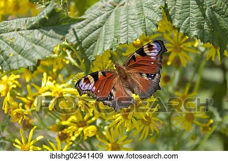 "Peacock butterfly (Inachis io, Nymphalis io), Hiddensee Island, Mecklenburg-Western Pomerania, Germany, Europe" View Large Photo Image Stock Photo - "Peacock butterfly (Inachis io, Nymphalis io), Hiddensee Island, Mecklenburg-Western Pomerania, Germany, Europe". Fotosearch