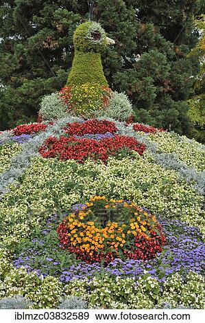 Stock Photo - "Peacock figur from different flowers, Mainau, Baden-Wurttemberg, Germany, Europe". Fotosearch