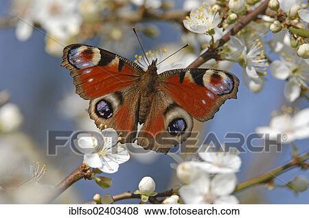 "Peacock (Inachis io, Nymphalis io) on the flowers of a sloe (Prunus spinosa), Thuringia, Germany, Europe" View Large Photo Image Stock Photo - "Peacock (Inachis io, Nymphalis io) on the flowers of a sloe (Prunus spinosa), Thuringia, Germany, Europe". Fotosearch