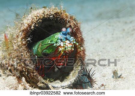 "Peacock Mantis Shrimp (Odontodactylus scyllarus), in an overgrown tin, Sabang Beach, Puerto Galera, Mindoro, Philippines, Asia" View Large Photo Image Stock Image - "Peacock Mantis Shrimp (Odontodactylus scyllarus), in an overgrown tin, Sabang Beach, Puerto Galera, Mindoro, Philippines, Asia". Fotosearch