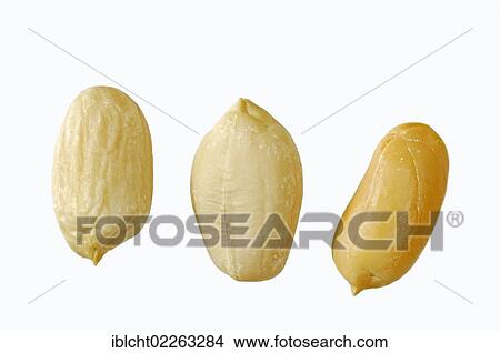 Picture - Peanuts (Arachis hypogaea). Fotosearch