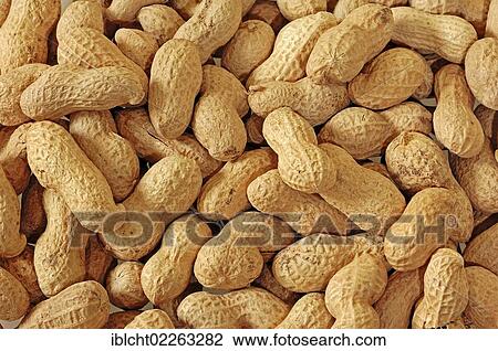 Stock Image - Peanuts (Arachis hypogaea). Fotosearch