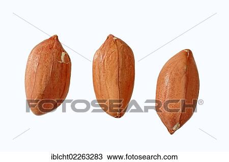 Peanuts (Arachis hypogaea) View Large Photo Image Stock Image - Peanuts (Arachis hypogaea). Fotosearch