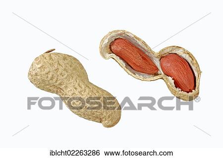 Peanuts (Arachis hypogaea) View Large Photo Image Stock Photograph - Peanuts (Arachis hypogaea). Fotosearch