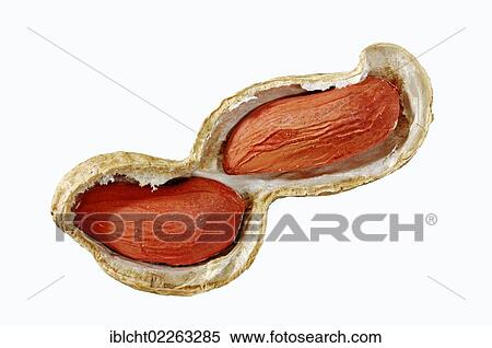 Peanuts (Arachis hypogaea) View Large Photo Image Stock Photography - Peanuts (Arachis hypogaea). Fotosearch