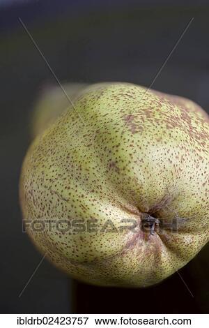 Pear View Large Photo Image Stock Photo - Pear. Fotosearch
