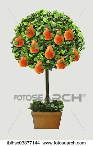 "Pear tree in a pot, graphics" View Large Photo Image Picture - "Pear tree in a pot, graphics". Fotosearch