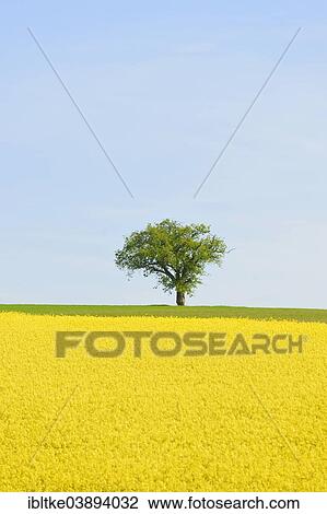 "Pear tree on blooming rape field, Baden-Wurttemberg, Germany, Europe" View Large Photo Image Stock Image - "Pear tree on blooming rape field, Baden-Wurttemberg, Germany, Europe". Fotosearch