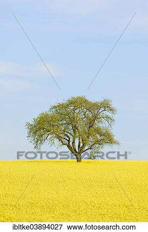 "Pear tree on blooming rape field, Baden-Wurttemberg, Germany, Europe" View Large Photo Image Stock Photo - "Pear tree on blooming rape field, Baden-Wurttemberg, Germany, Europe". Fotosearch