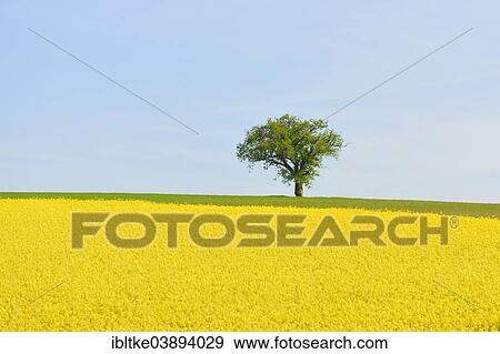 Stock Photo - "Pear tree on blooming rape field, Baden-Wurttemberg, Germany, Europe". Fotosearch