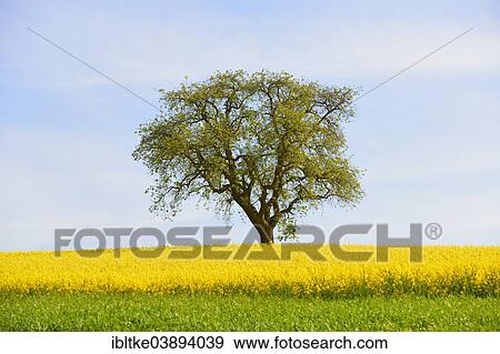 "Pear tree on blooming rape field, Baden-Wurttemberg, Germany, Europe" View Large Photo Image Stock Photo - "Pear tree on blooming rape field, Baden-Wurttemberg, Germany, Europe". Fotosearch