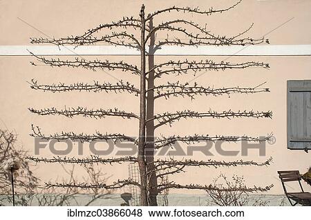 "Pear Tree (Pyrus), trellis on the wall of a house, Thuisbrunn, Upper Franconia, Bavaria, Germany, Europe" View Large Photo Image Stock Photo - "Pear Tree (Pyrus), trellis on the wall of a house, Thuisbrunn, Upper Franconia, Bavaria, Germany, Europe". Fotosearch