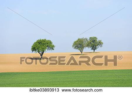 "Pear trees on a field in spring, Baden-Wurttemberg, Germany, Europe" View Large Photo Image Stock Image - "Pear trees on a field in spring, Baden-Wurttemberg, Germany, Europe". Fotosearch