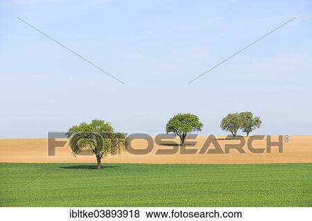 "Pear trees on a field in spring, Baden-Wurttemberg, Germany, Europe" View Large Photo Image Stock Photo - "Pear trees on a field in spring, Baden-Wurttemberg, Germany, Europe". Fotosearch