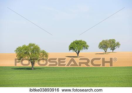 "Pear trees on a field in spring, Baden-Wurttemberg, Germany, Europe" View Large Photo Image Stock Photograph - "Pear trees on a field in spring, Baden-Wurttemberg, Germany, Europe". Fotosearch