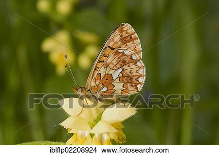"Pearl-bordered Fritillary (Boloria euphrosyne), adult, underside, resting on flowerhead, England, United Kingdom, Europe" View Large Photo Image Picture - "Pearl-bordered Fritillary (Boloria euphrosyne), adult, underside, resting on flowerhead, England, United Kingdom, Europe". Fotosearch