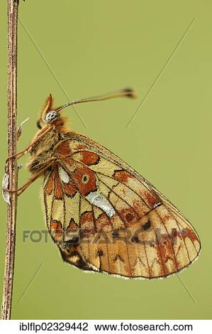 "Pearl-bordered Fritillary (Boloria euphrosyne), adult, resting on stem, Worcestershire, England, United Kingdom, Europe" View Large Photo Image Stock Image - "Pearl-bordered Fritillary (Boloria euphrosyne), adult, resting on stem, Worcestershire, England, United Kingdom, Europe". Fotosearch