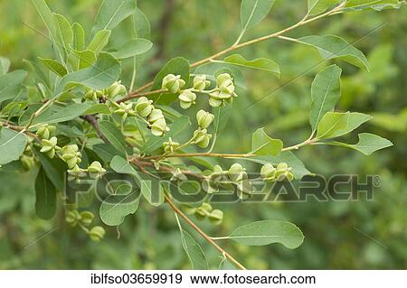 "Pearlbush (Exochorda giraldii), fruits and leaves, garden plant, native to China, Saxony, Germany, Europe" View Large Photo Image Stock Photo - "Pearlbush (Exochorda giraldii), fruits and leaves, garden plant, native to China, Saxony, Germany, Europe". Fotosearch