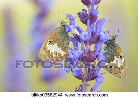 Picture - "Pearly Heath (Coenonympha arcania), Usti nad Labem Region, Czech Republic, Europe". Fotosearch