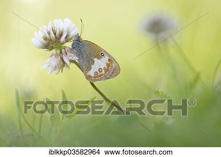 "Pearly Heath (Coenonympha arcania), Usti nad Labem Region, Czech Republic, Europe" View Large Photo Image Picture - "Pearly Heath (Coenonympha arcania), Usti nad Labem Region, Czech Republic, Europe". Fotosearch