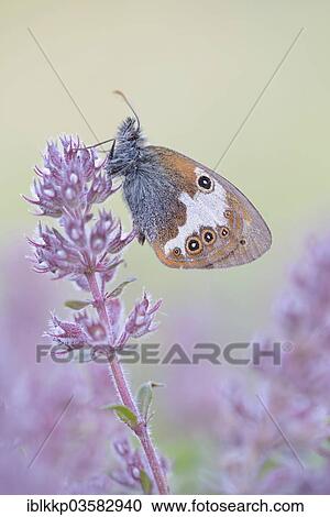 "Pearly Heath (Coenonympha arcania), Usti nad Labem Region, Czech Republic, Europe" View Large Photo Image Stock Image - "Pearly Heath (Coenonympha arcania), Usti nad Labem Region, Czech Republic, Europe". Fotosearch